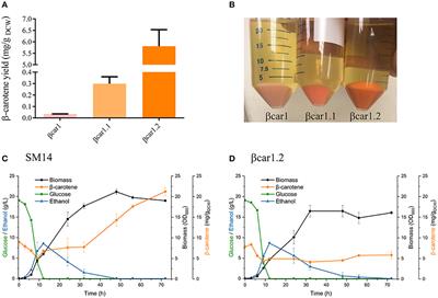 Build Your Bioprocess on a Solid Strain—β-Carotene Production in Recombinant Saccharomyces cerevisiae